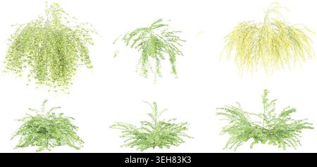 Winter jasmine plants isolated on White background, 3d rendering Stock Vector