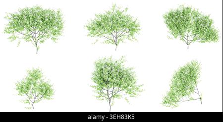 Sweet autumn clematis vine plants isolate on white background Stock Vector