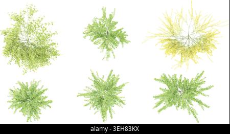 Winter jasmine plants isolated on White background, 3d rendering with top view Stock Vector
