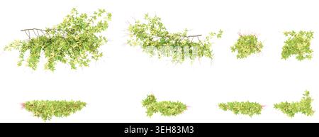 Top view of Fire vine creeper plants with transparent background, 3d rendering Stock Vector