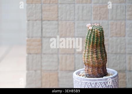 A tall green cactus with golden spines stands in a white patterned ceramic pot, set against a beige textured tile wall in a clean minimalist indoor space. Stock Photo