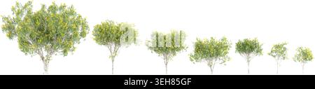 Leopard Trees isolated on white background, tropical trees isolated used for design Stock Vector