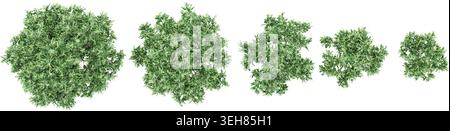 set of Tuckeroo trees on transparent background, 3D rendering with top view Stock Vector