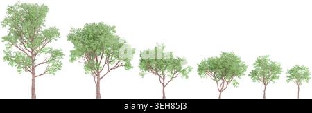 Red gum trees isolated on white background, tropical trees isolated used for architecture Stock Vector