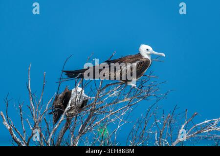 Young magnificent frigatebird perched on a tree Stock Photo