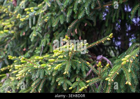 Close-up of fresh green spruce tree branches with new buds in spring Stock Photo