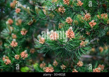 Close-up of young pine cones emerging on evergreen branches in spring Stock Photo