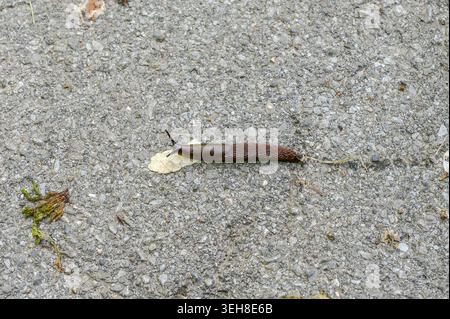 Close-up of a brown slug crawling on a textured concrete surface Stock Photo