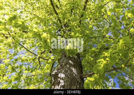 Fresh green of the lime tree (Tilia) in spring, Saxony, Germany Stock Photo