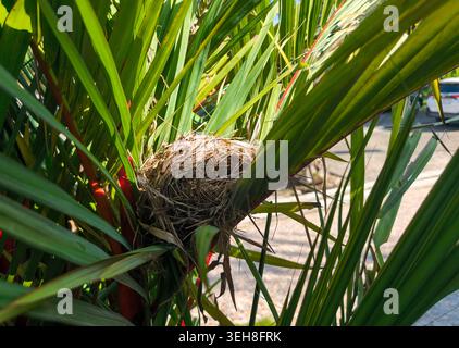 Bird nest in tropical plant close up, empty nest hidden in green leaves, nature habitat and wildlife shelter concept, natural environment detail Stock Photo