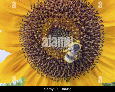 Large earth bumblebee (Bombus terrestris) has a lot of pollen on its body sucks nectar from sunflower (Helianthus annuus), Germany Stock Photo