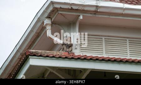 Long-tailed macaque sitting on house roof in Thailand under midday sun Stock Photo