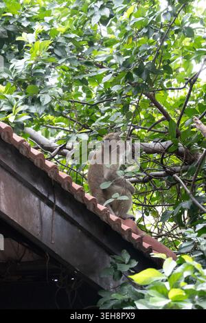 Long-tailed macaque sitting on house roof in Thailand under midday sun Stock Photo
