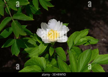 White Peony (Paeonia Lactiflora) with yellow centre center 'Honey Gold'at Heidelberg Botanical Garden Stock Photo