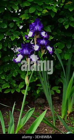 Iris Stepping Out, Tall Bearded iris, Iris germanica Stepping Out, white falls edged with violet Stock Photo