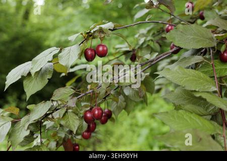 Ripe cherry plums ripening on tree branches, vivid red fruit among green and purple leaves in a sunlit garden, close up detail showing juicy, fresh su Stock Photo