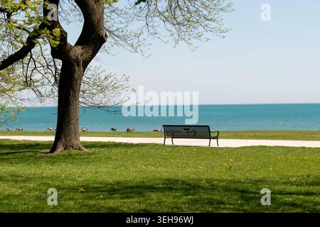 Horizontal photo of a bench on Lake Michigan shore with green lawn, Canadian geese walking nearby and calm turquoise water in Chicago, USA Stock Photo