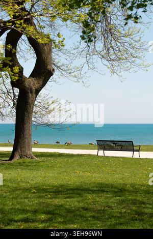 Vertical photo of a bench on Lake Michigan shore with green lawn, Canadian geese walking nearby and calm turquoise water in Chicago, USA Stock Photo