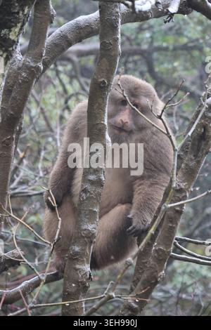 Tibetan macaque sitting on tree branch in a raining morning at Mount Emei, Sichuan Province of China Stock Photo
