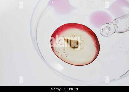 Grape slice with seed in petri dish with liquid, extracting serum using pipette Stock Photo
