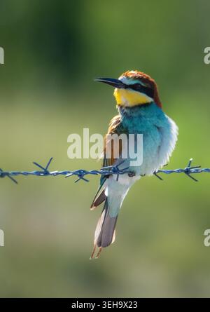 European Bee eaters sitting on barb wire, Island Krk, Croatia, Hrvatska Stock Photo
