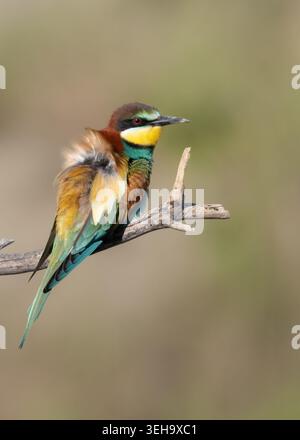 European Bee-eater perched on branch, Island Krk, Croatia, Hrvatska Stock Photo