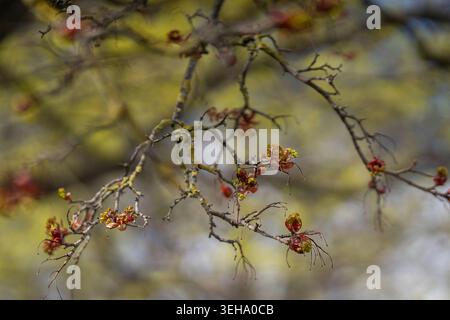 Delicate budding maple branches with fresh spring growth captured in soft natural light and shallow depth of field. Stock Photo