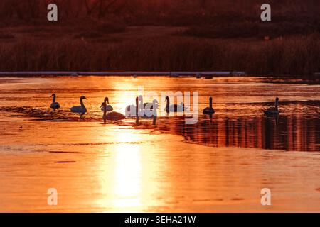 Flock of swans swimming on sunset lake with ice in the winter Stock Photo