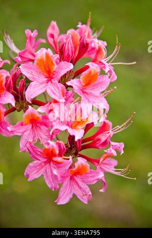 Vibrant pink azalea blossoms glowing in soft spring light, with delicate petals and vivid orange markings against a bokeh green backdrop. Stock Photo