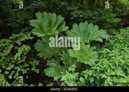 Giant Hogweed in Spring  alongside small stream in North Devon , UK. Stock Photo