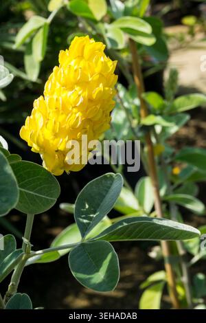Moroccan broom, Argyrocytisus battandieri. Stock Photo
