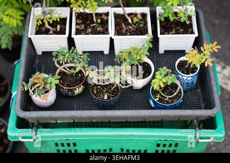 Decorative small bonsai plants Mimosa Pudica in ceramic pots on display selling in flower store. Stock Photo