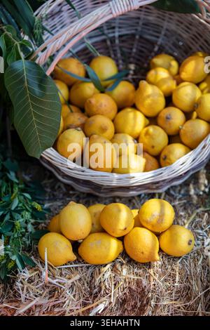 Fresh Lemons, Whole Yellow Citrus Fruits with Natural Textured Peel, Juicy Mediterranean Fruit and Healthy Culinary Ingredient Stock Photo