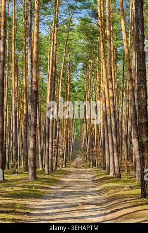 A straight path leads through a tall, dense pine forest, with sunlight illuminating the tree trunks and forest floor. Stock Photo
