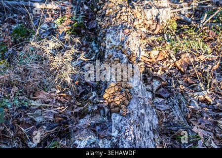 Wolf's Milk Slime Mold Growing on Rotting Log at Mount Magazine State Park. Stock Photo
