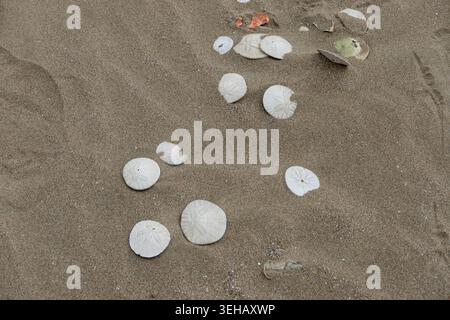 sand dollars. ( Clypeasteroida ) on the "strand beach Morro Bay" California ; USA Stock Photo