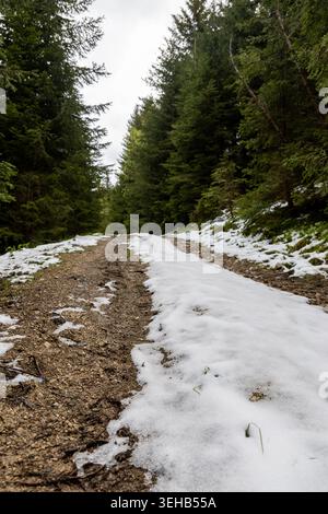 Muddy forest trail with melting snow in Bavaria, Germany, showing a rugged late winter to spring transition in nature. Stock Photo
