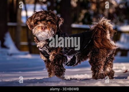 An adorable Havanese dog with snow all over its snout. Enjoy winter. Stock Photo
