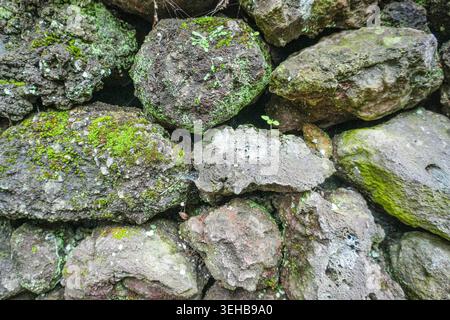 Round Stone Wall Covered with Green Moss in Natural Outdoor Setting Stock Photo