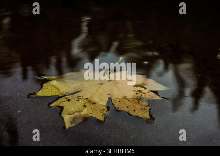 Floating Autumn Leaf on Dark Waters Stock Photo