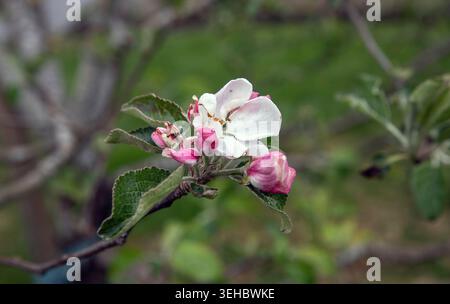 Close-up of white apple blossom Stock Photo