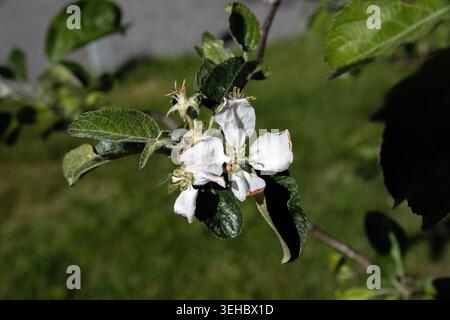 Close-up of white apple blossom Stock Photo