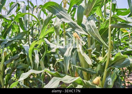 Thriving green cornfield with blooming tassels under a clear blue sky. A close-up shot captures young ears of corn growing on stalks in rural Korea. Stock Photo