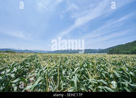 Thriving green cornfield with blooming tassels under a clear blue sky. A close-up shot captures young ears of corn growing on stalks in rural Korea. Stock Photo
