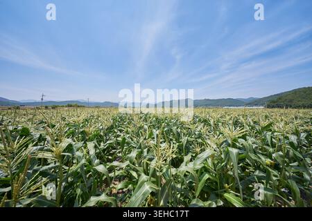 Thriving green cornfield with blooming tassels under a clear blue sky. A close-up shot captures young ears of corn growing on stalks in rural Korea. Stock Photo