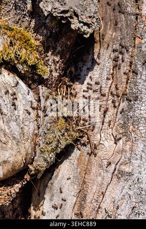 Ants on a tree trunk a sunny spring day Stock Photo