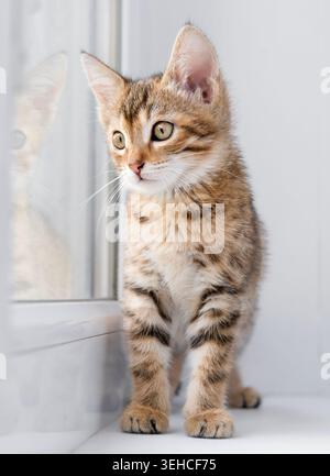 A tabby kitten sits on a windowsill in natural daylight. Stock Photo