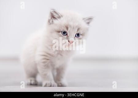 Gray fluffy kitten sitting on a light wooden floor indoors. Stock Photo