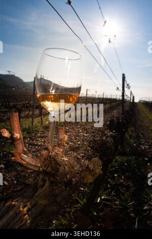 Glass of white wine standing in vineyard Stock Photo