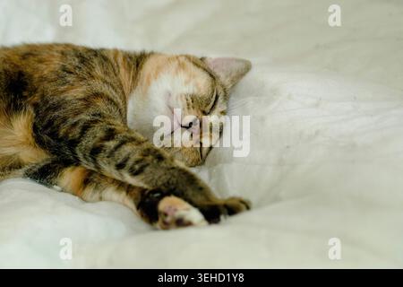A cute domestic calico tabby cat naps deeply and comfortably, stretched out on a warm white bed at home Stock Photo